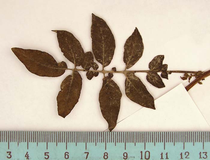 S. phureja   Syntyp 1813 leaf